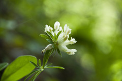 Anthyllis vulneraria carpatica