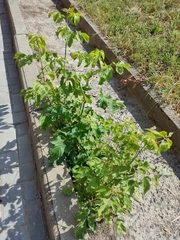 Acer negundo