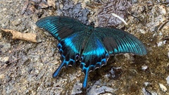 Papilio maackii