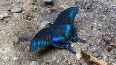Papilio maackii