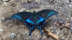 Papilio maackii