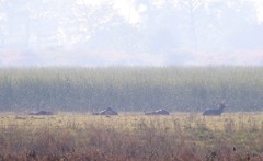 Rucervus duvaucelii duvaucelii