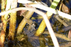 Acris gryllus dorsalis