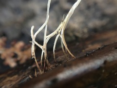 Pterulicium gracile