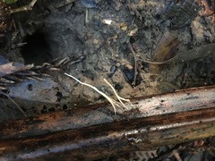 Pterulicium gracile