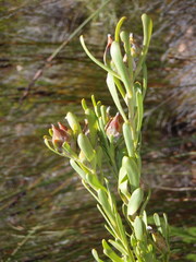 Leucadendron ericifolium