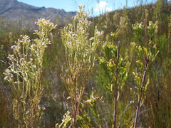 Leucadendron ericifolium