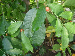 Salacia pallescens