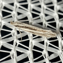 Leptosaces schistopa