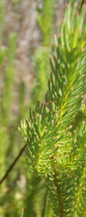Leucadendron ericifolium