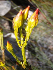 Leucadendron olens