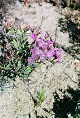 Limonium dagmariae