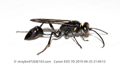 Sceliphron deforme atripes