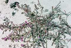 Mesembryanthemum dinteri