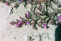 Mesembryanthemum dinteri