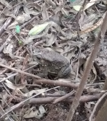 Duttaphrynus melanostictus