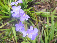 Aristea ensifolia