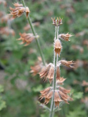 Salvia aurita