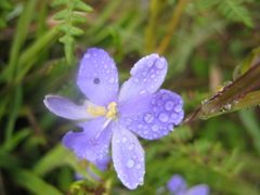 Aristea ensifolia