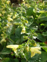 Salvia nipponica
