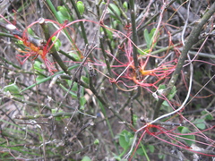 Cuscuta nitida