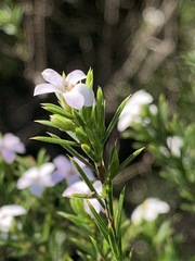 Coleonema pulchellum