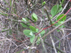 Cuscuta nitida