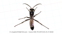 Sceliphron deforme atripes