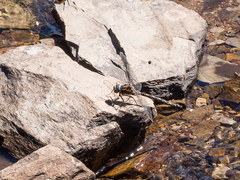 Austroaeschna flavomaculata