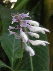 Salvia divinorum