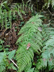 Athyrium filix-femina