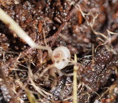 Meredithena dandenongensis