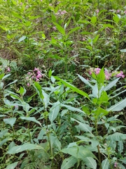 Impatiens glandulifera