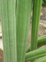 Sansevieria stuckyi