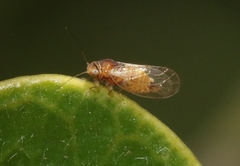 Heteropsylla