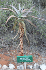Aloe divaricata