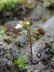 Euphrasia ossica