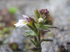 Euphrasia ossica
