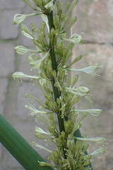 Sansevieria pearsonii