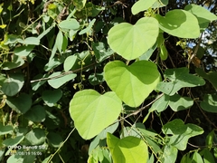 Cissus repens