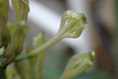 Sansevieria pearsonii