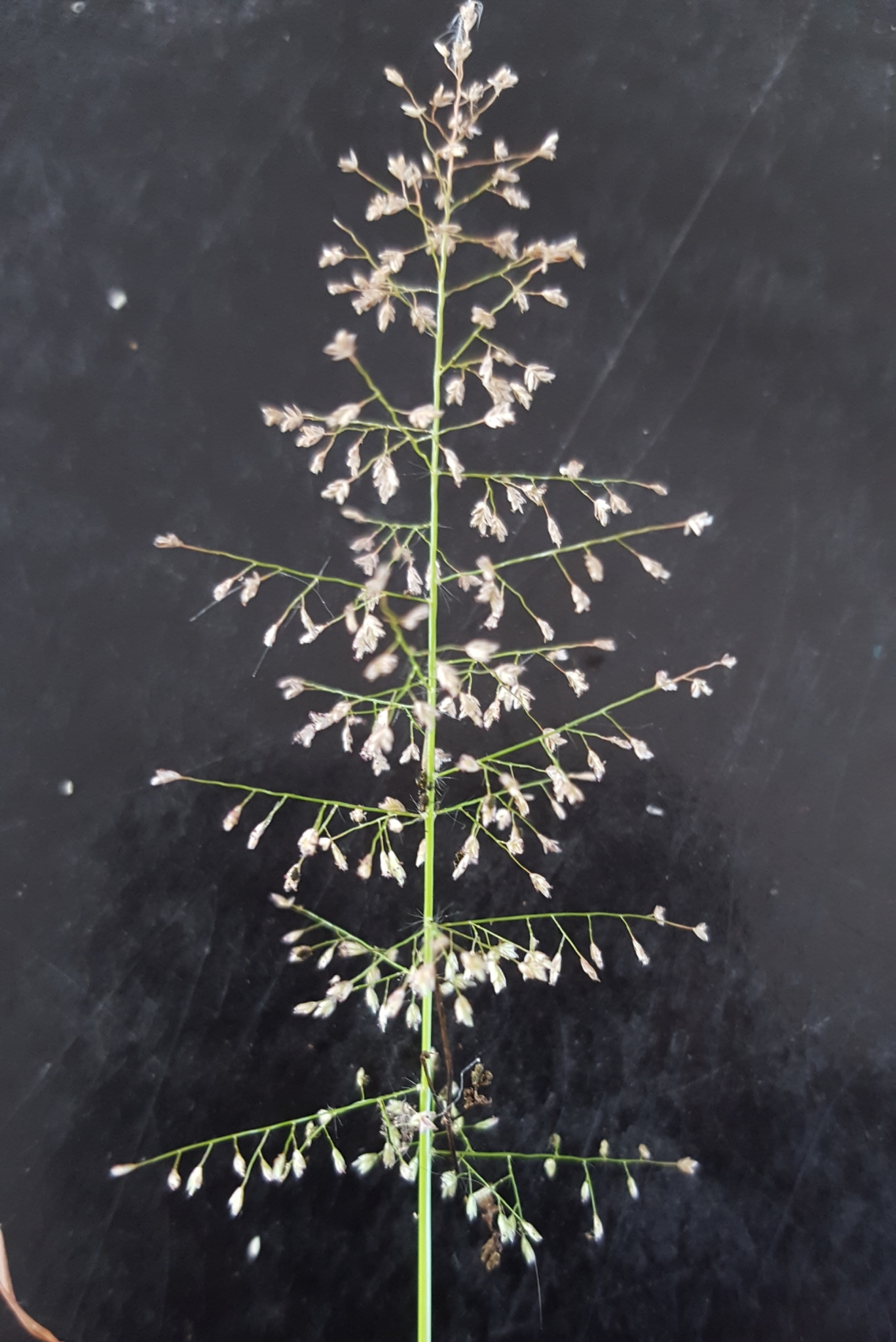 (c) François Rousseu, certains droits réservés (CC BY-NC) https://www.inaturalist.org/observations/91721762
