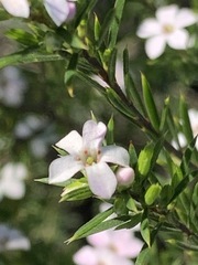 Coleonema pulchellum