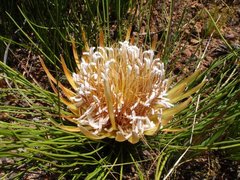Protea lorea