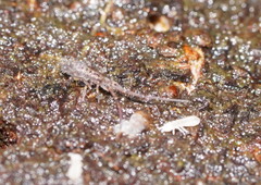 Paronellidae