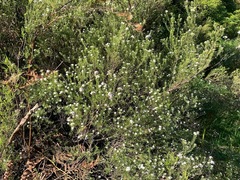 Coleonema pulchellum