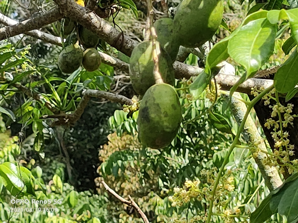 Spondias dulcis, Taman Bukit Serdang, 43300 Seri Kembangan, Selangor, Malaysia