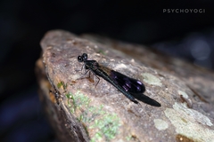 Aristocypha fenestrella