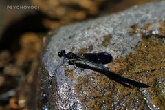 Aristocypha fenestrella