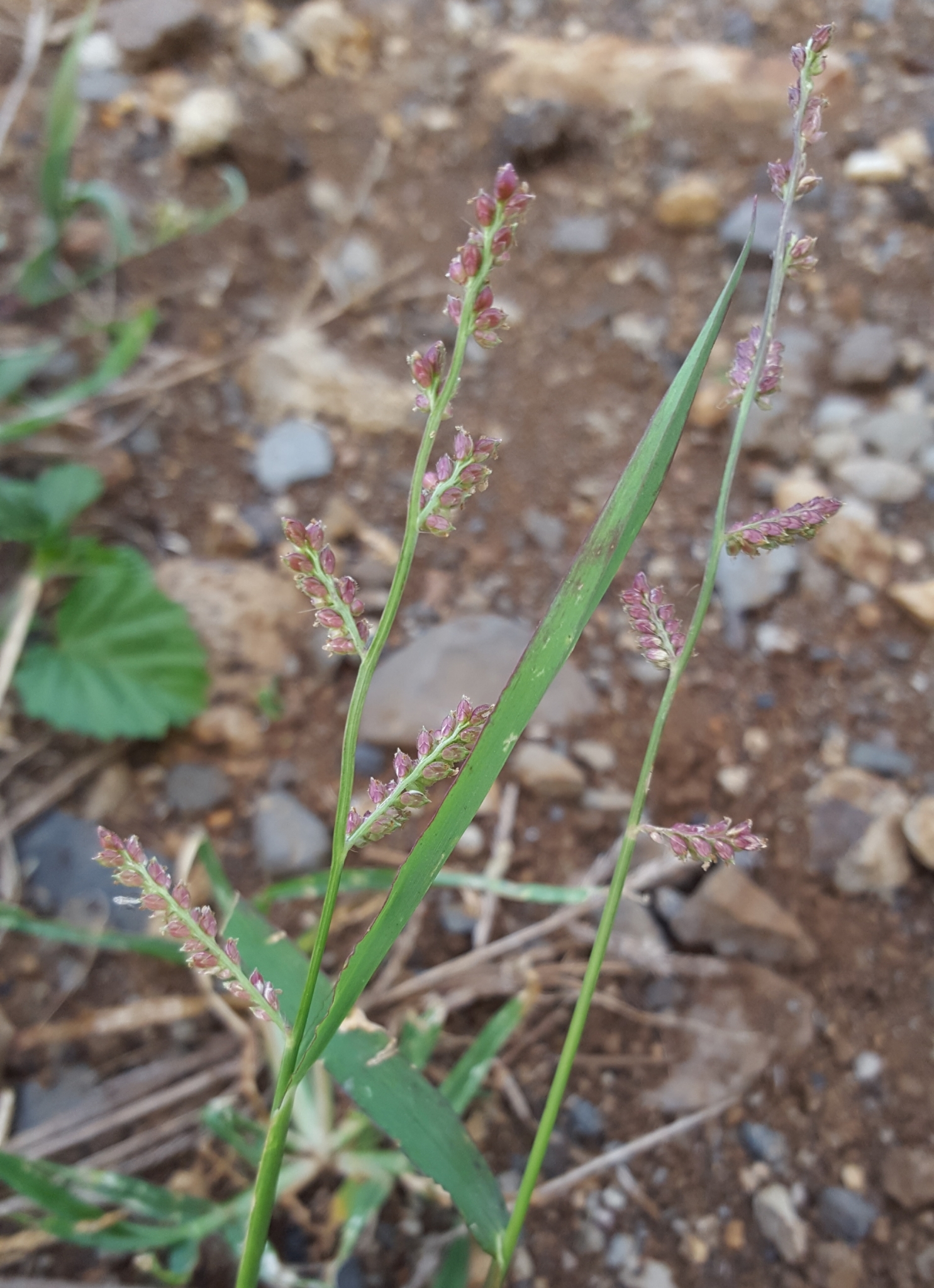 (c) François Rousseu, certains droits réservés (CC BY-NC) https://www.inaturalist.org/observations/91721843